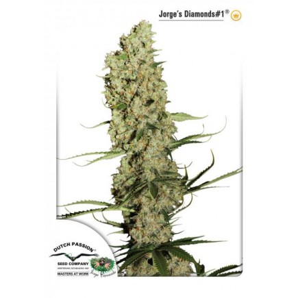 Jorge´s Diamonds#1